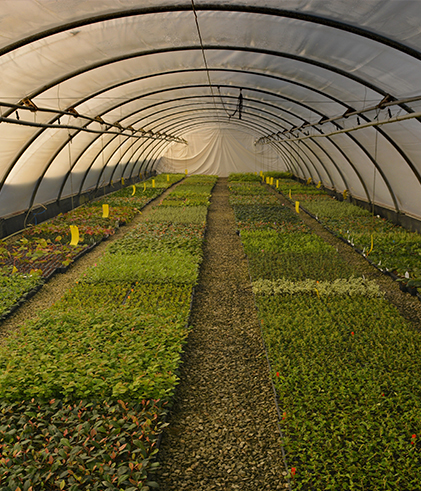 Votre pépinières de jeunes plants