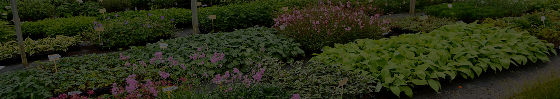 pépinières Jardin des Fées